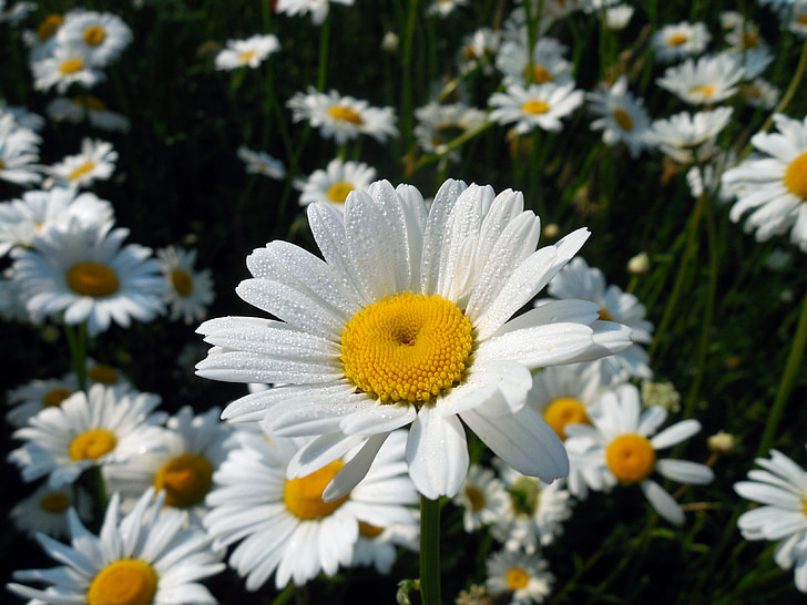 Marguerite, leucanthemum, cvijet, cvatu, cvijet, ljeto, kompozita