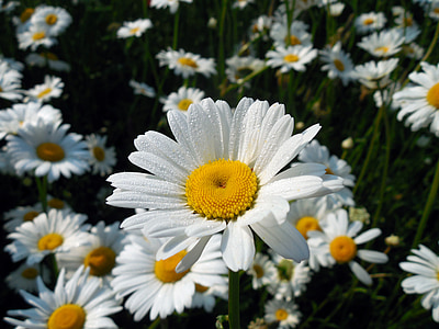 Marguerite, Leucanthemum, Blossom, Bloom, virág, nyári, kompozitok