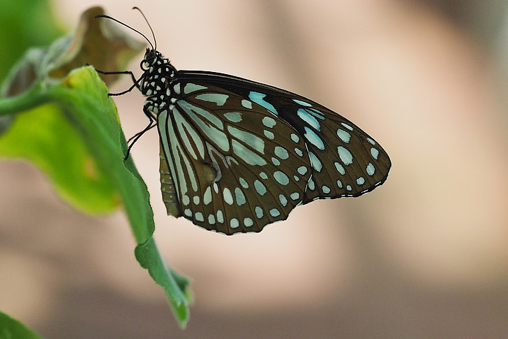 vlinder, insect, openbaarheid, kleurrijke, natuur, sluiten, Kleur