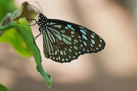 蝶, 昆虫, 公的な記録, カラフルです, 自然, 閉じる, 色