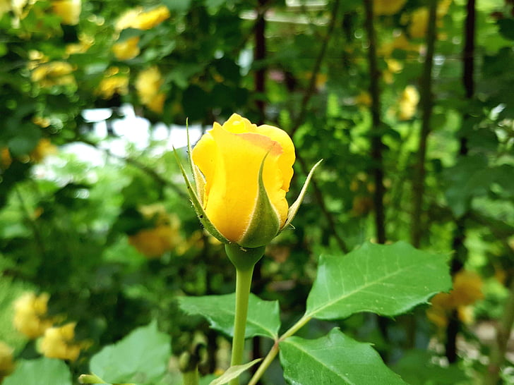 rose, yellow roses, rose buds, nature, leaf, plant, flower