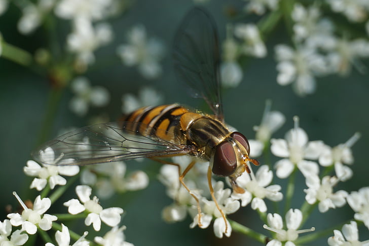 Hoverfly, episyrphus balteatus, insectos
