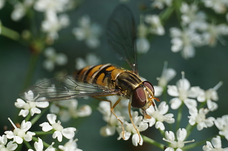 hoverfly, Episyrphus balteatus, насекоми