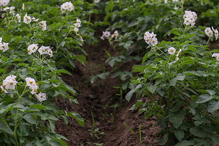 potato field, potatoes, blooming potatoes, flowers, shoots, green, plant