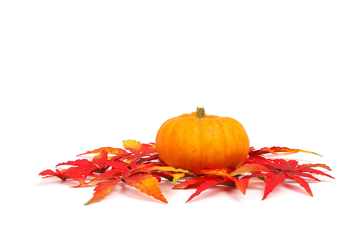 rudens, krāsains, kritums, pārtika, svaigu, Halloween, ražas