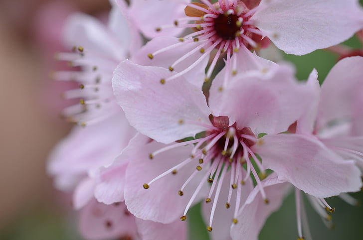 flor de cerezo japonés, primavera, flor, floración, rosa