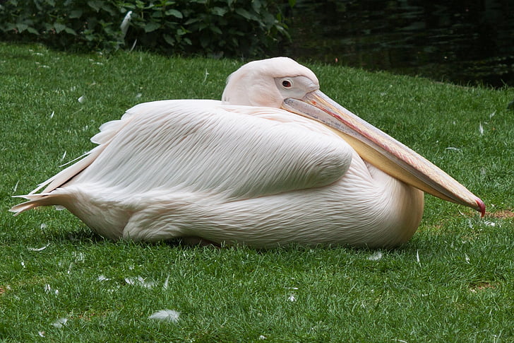 Pelikan, Parque zoológico, grandes, pájaro, pájaro del agua, proyecto de ley, sentado