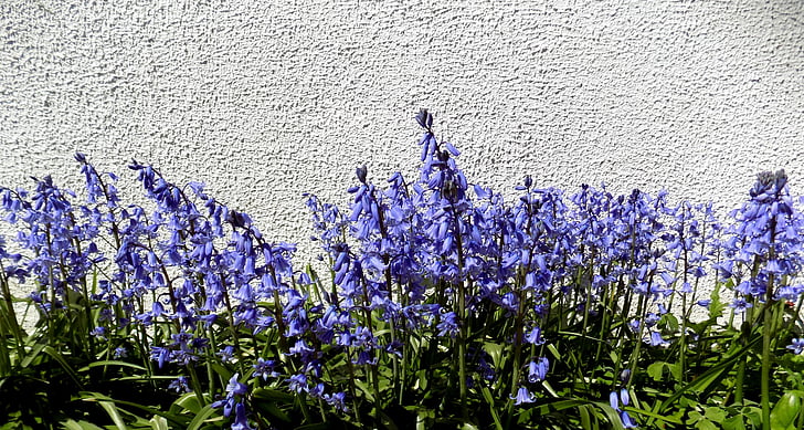 bunga, ungu, musim semi, bunga-bunga ungu, Taman, bunga, biru
