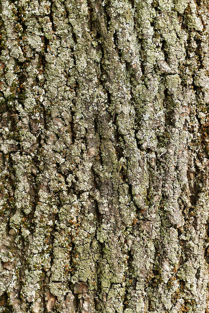tree, tree bark, nature, pattern, structure