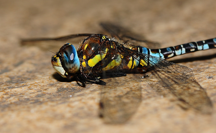 insekt, Dragonfly, Wing, natur, dyr, blå dragonfly, vinger