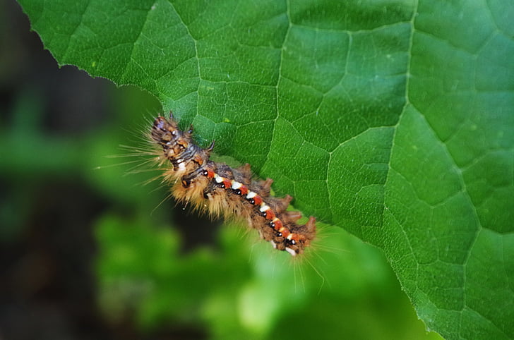 Caterpillar, peludo, em uma folha