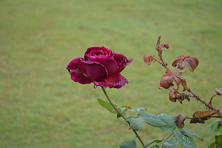 Роза, цвете, флорални, Блум, Грийн, Блосъм, венчелистче