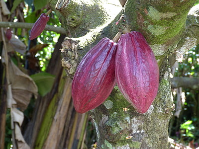 cocoa, chocolate, candy, fruit, harvest, tree, ripe