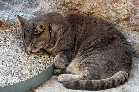 grey, tabby, cat, sleeping, pebbles, wall, beige
