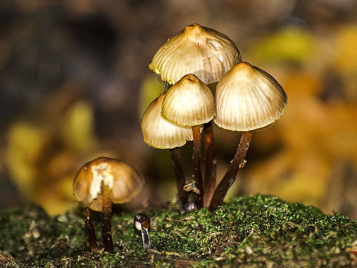 houby, Les, podzim, Příroda, houby, detail, závod