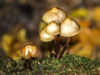 mushroom, forest, autumn, nature, fungus, close-up, plant
