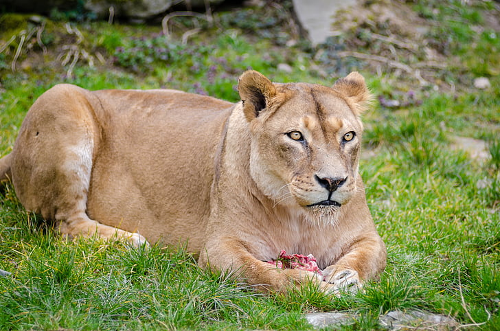 Lioness, kvinnliga lejon, däggdjur, vilda djur, naturen, djur, Feline