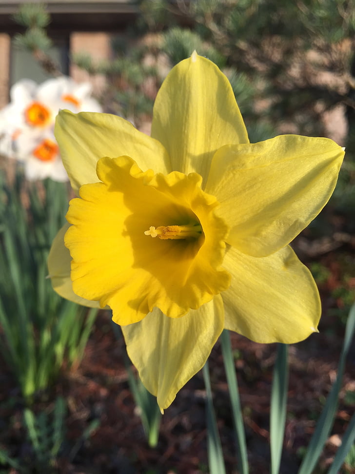 Narcizas, Narcizas, pavasarį, žiedų, gėlė, žydėti, Pavasaris