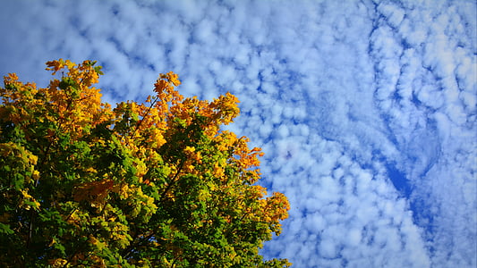 podzim, listoví, obloha, závod, stromy, roční období