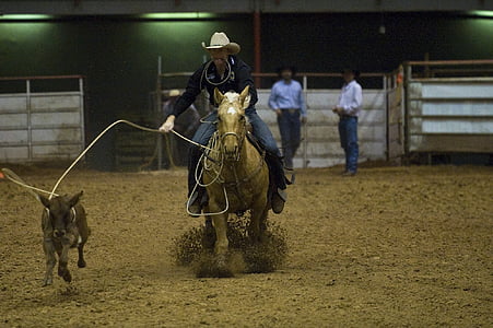 rodeo, calf, roping, arena, competition, western, cowboy