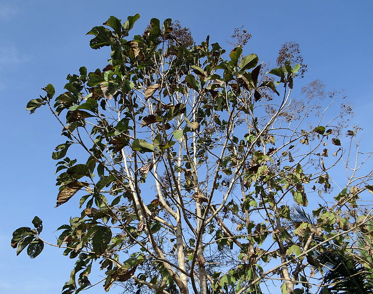 teak strom, Tectona grandis, listnaté, veľkolisté, drevo, India