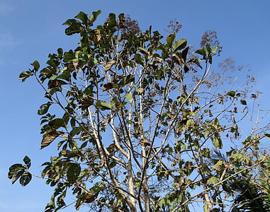 teak boom, Tectona grandis, bladverliezende, andijvie, hout, India