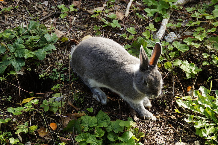 토끼, 토끼, 토끼, 애완 동물, 드워프 토끼, 귀여운, 초원