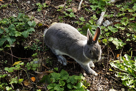 hare, bunny, rabbit, pet, dwarf rabbit, cute, meadow
