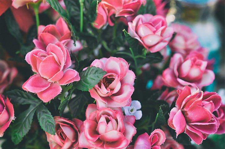 merah muda, mawar, bunga, bunga, naik - bunga, warna pink, kelopak