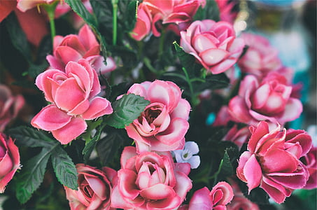 Rosa, rosor, blommor, blomma, ros - blomma, rosa färg, kronblad