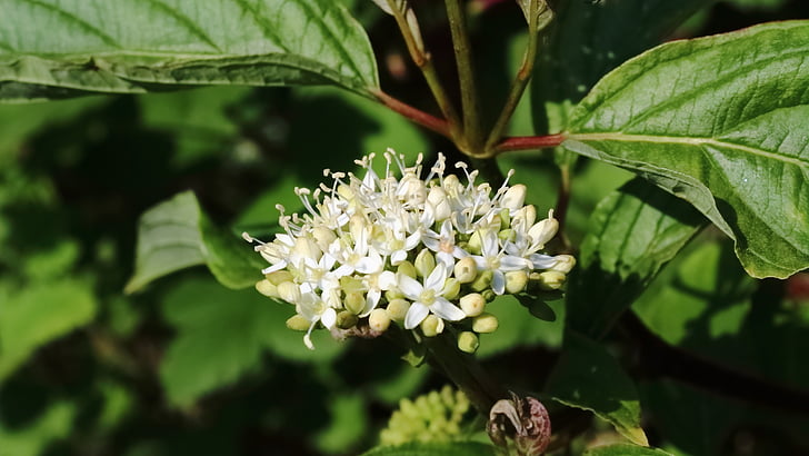 bloem, lente, natuur