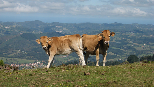 kalve, natur, dyr, Prairie, græs, Asturias, felter