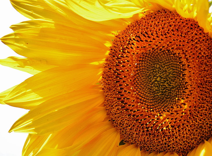 Sun flower, sommar, trädgård, Blossom, Bloom, gul, Helianthus