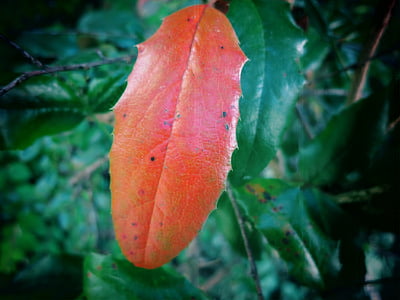 leaf, red leaf, color, fall foliage, autumn, nature, season