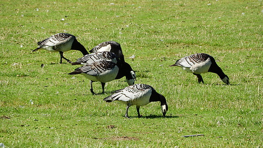 Canada goose, Branta leucopsis, Husa, ptáci, kachny, pasoucí se, vodní pták