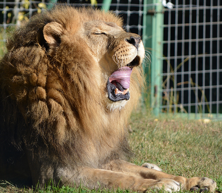 lion, nature, roaring, zoo, teeth
