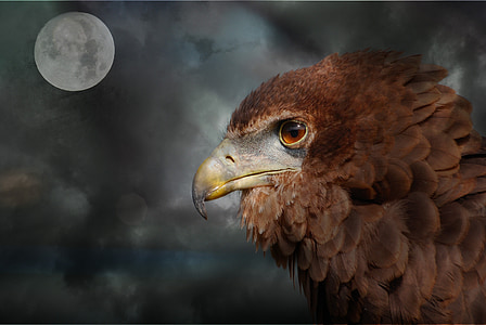 păsări răpitoare, Adler, proiect de lege, luna, sumbru, nori