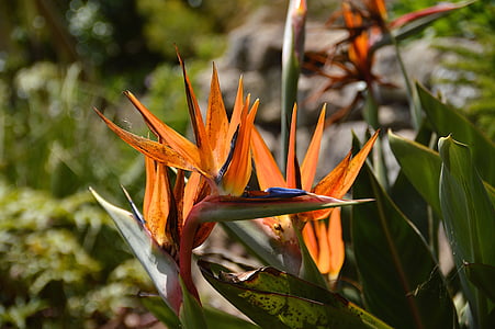 fleur exotique, orange, St michaels mount, pénitence, Marazion, Cornwall, falaise