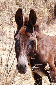 burro, animal, cuatro patas