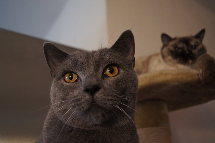 kat, grijs, binnenlandse kat, de ogen van de kat