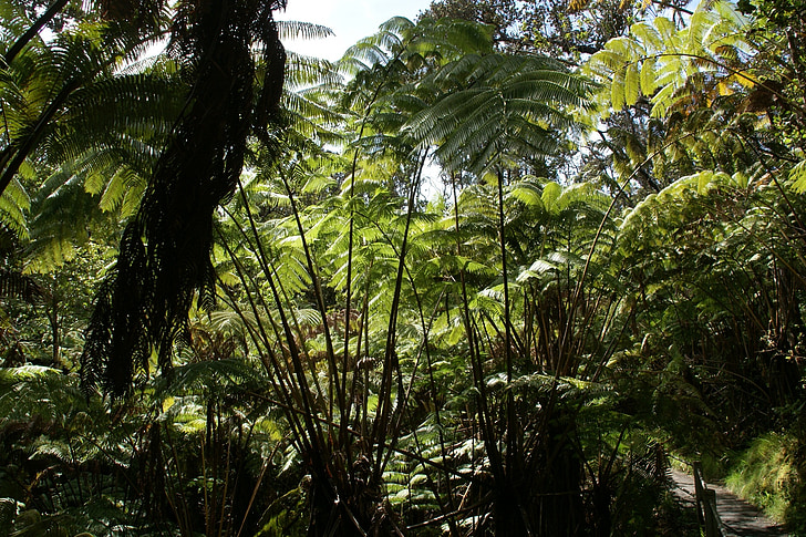 cibotium glaucum, hapuu pulu, Páfrány, Hawaii, endemikus, növény, botanika