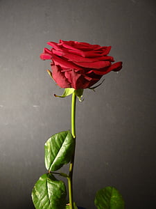 τριαντάφυλλο, λουλούδι, φυτό, κόκκινο τριαντάφυλλο, κόκκινο