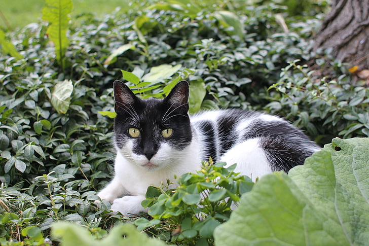 con mèo, màu đen, trắng, Sân vườn, bụi cây, động vật, mèo