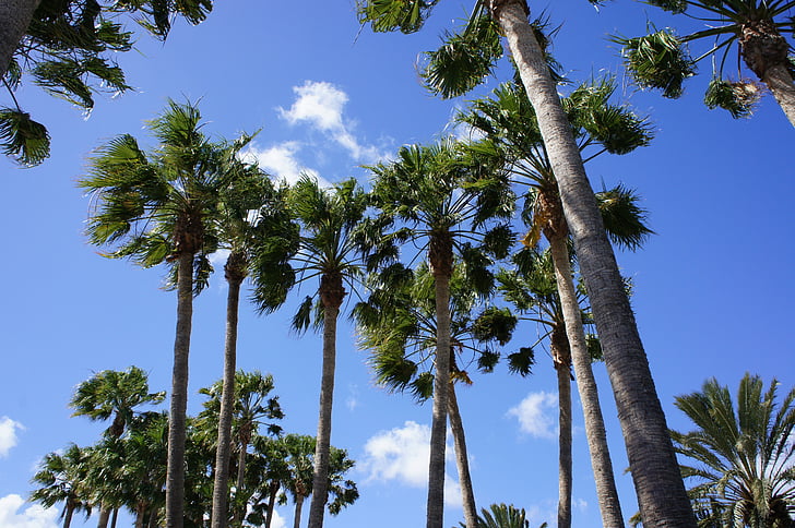 Kanarų salos, palmės, dangus