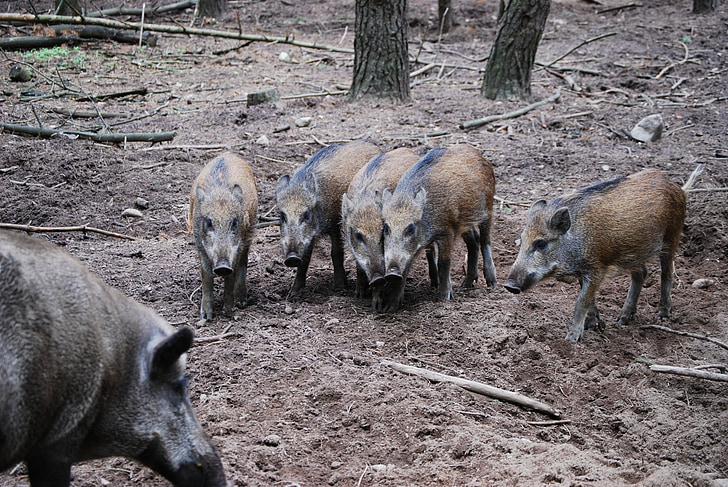 wild boars, group, brothers and sisters