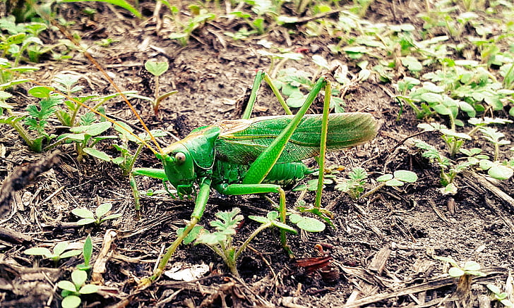 grasshopper, mantis, insect, green