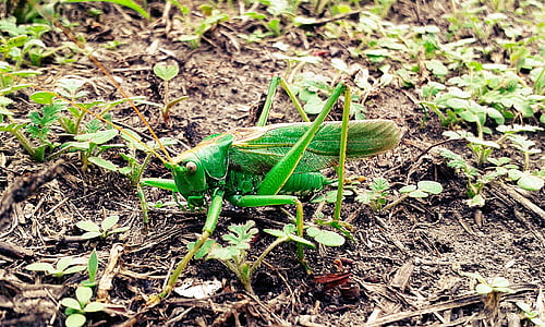 grasshopper, mantis, insect, green