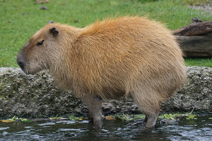 capybara, гризачи, тревопасни животни, най-големият гризач, морски свинчета като, hydrochoerus hydrochaeris, дива природа
