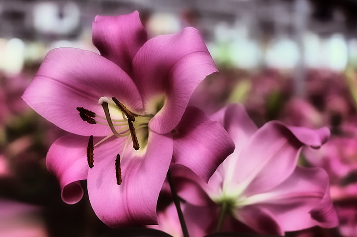 Lily, daylily, màu hồng, Blossom, nở hoa, Hoa, vườn hoa