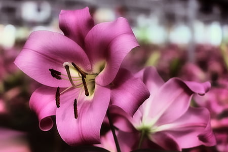 Lily, jedną z odmian dalii, różowy, kwiat, Bloom, kwiat, Kwiat ogród